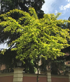 Gleditsia triacanthos