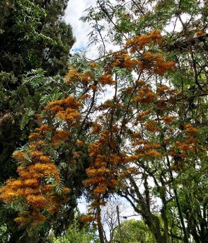 Grevillea robusta