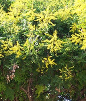 Koelreuteria paniculata