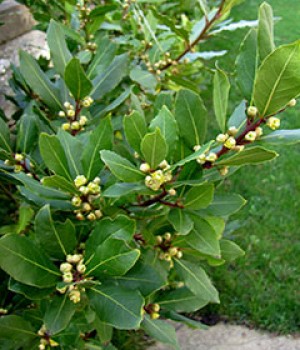 Laurus nobilis