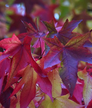 Liquidambar styraciflua