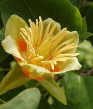 Liriodendron tulipifera