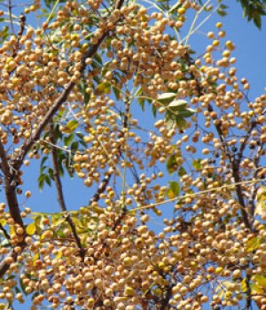 Melia azedarach, Melia japonica