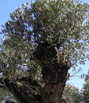 Olea europaea