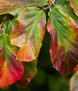 Parrotia persica