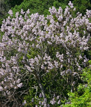 Paulownia tomentosa