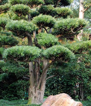 Podocarpus macrophyllus