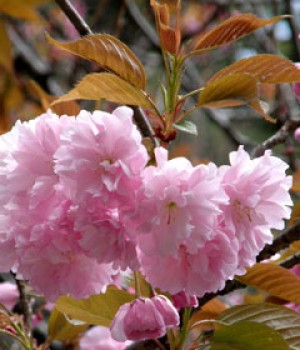 Prunus serrulata Kanzan