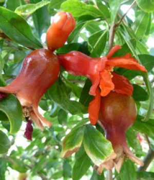 Punica granatum