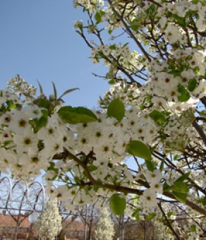 Pyrus calleryana Chanticleer
