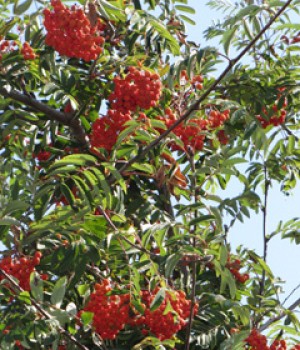 Sorbus aucuparia