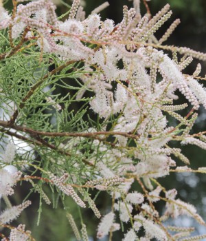 Tamarix gallica