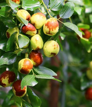 Ziziphus jujuba o Ziziphus vulgaris