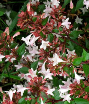 Abelia floribunda