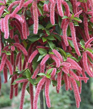Acalypha hispida, Acalypha pendula, Acalypha reptans