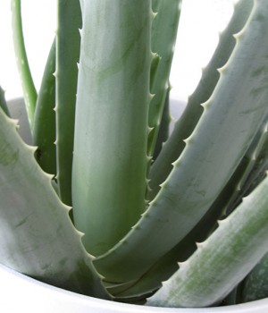 Aloe vera, Aloe barbadensis Miller