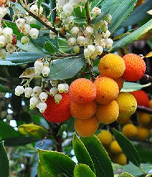 Arbutus unedo