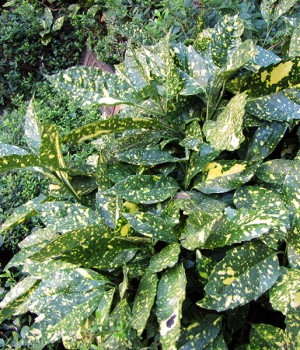 Aucuba japonica (cultivares variegados)