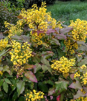 Berberis aquifolium, Mahonia aquifolium