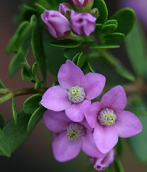 Boronia crenulata