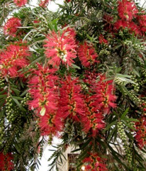 Callistemon citrinus
