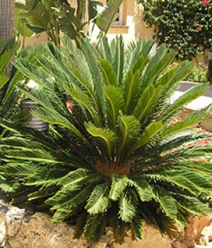 Cycas revoluta