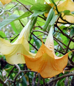Datura spp.