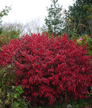 Euonymus alatus