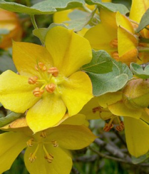 Fremontodendron californicum