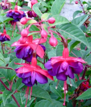 Fuchsia x hybrida