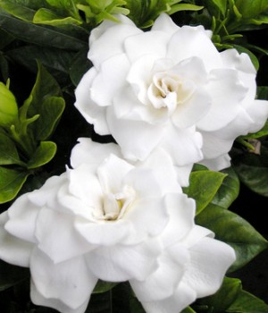 Gardenia jasminoides
