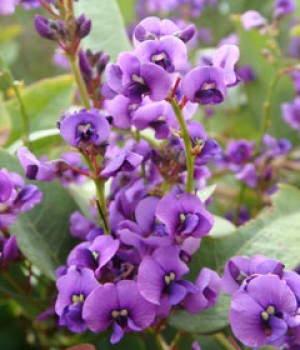 Hardenbergia violacea y Hardenbergia comptoniana
