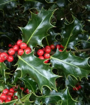 Ilex aquifolium