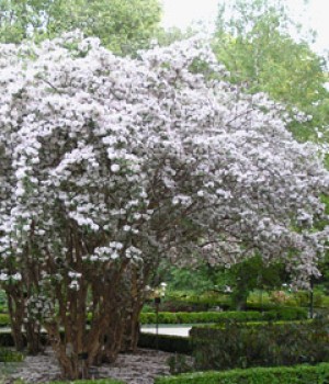 Kolkwitzia amabilis