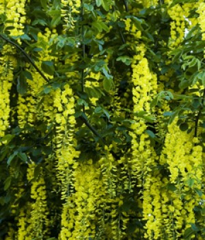 Laburnum x watereri