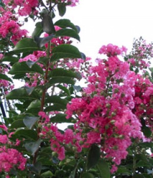 Lagerstroemia indica