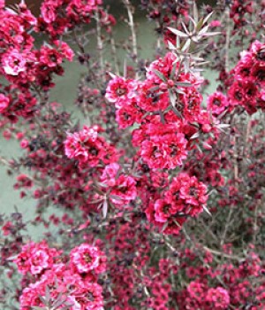 Leptospermum scoparium