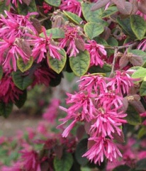 Loropetalum chinense var. Rubrum