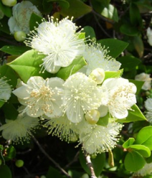 Myrtus communis