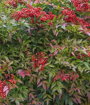 Nandina domestica