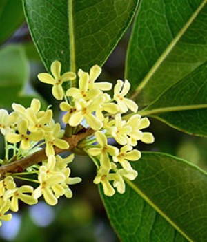 Osmanthus fragrans