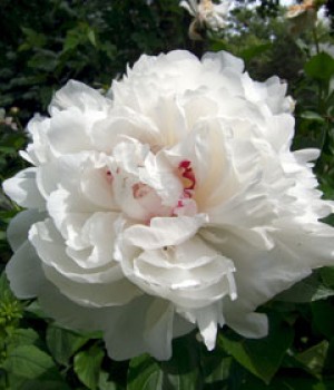 Paeonia lactiflora