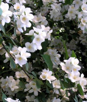Philadelphus coronarius