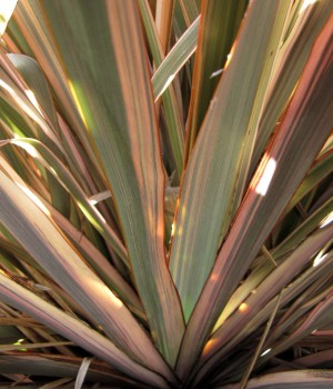 Phormium