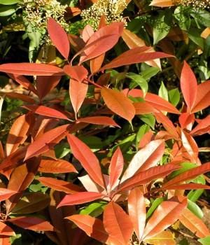 Photinia x fraseri Red Robin