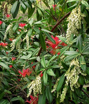 Pieris japonica, Pieris formosa
