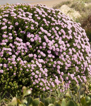 Pimelea ferruginea