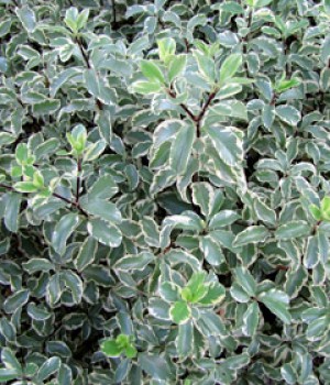Pittosporum tenuifolium