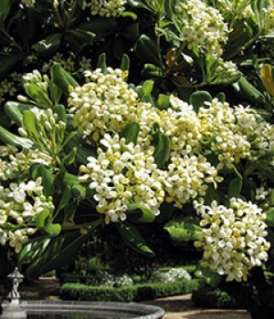 Pittosporum tobira