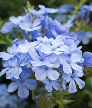 Plumbago auriculata o Plumbago capensis